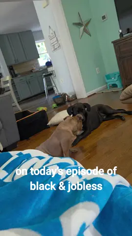 #happydoggie #dogsoftiktok #girldog #alpha #alphalife 