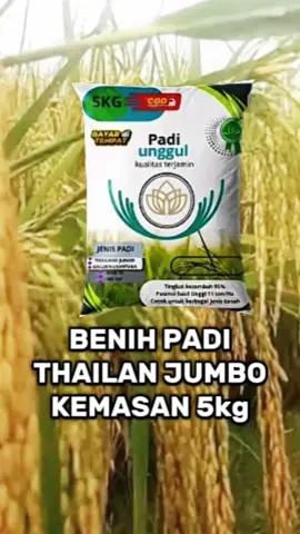 benih padi Thailand jumbo (5 kg#benihpadi #padithailandjumbo #padithailand #ftypシ #fyp #fyppppppppppppppppppppppp #viralvideotiktok 