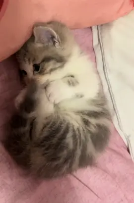 nhẹ nhàn mà cute ghê #TikTokAwardsVN #xuhuong #xuhuongtiktok #suutam #tiktoknews 