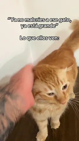 #gatonaranja #gato #catsoftiktok