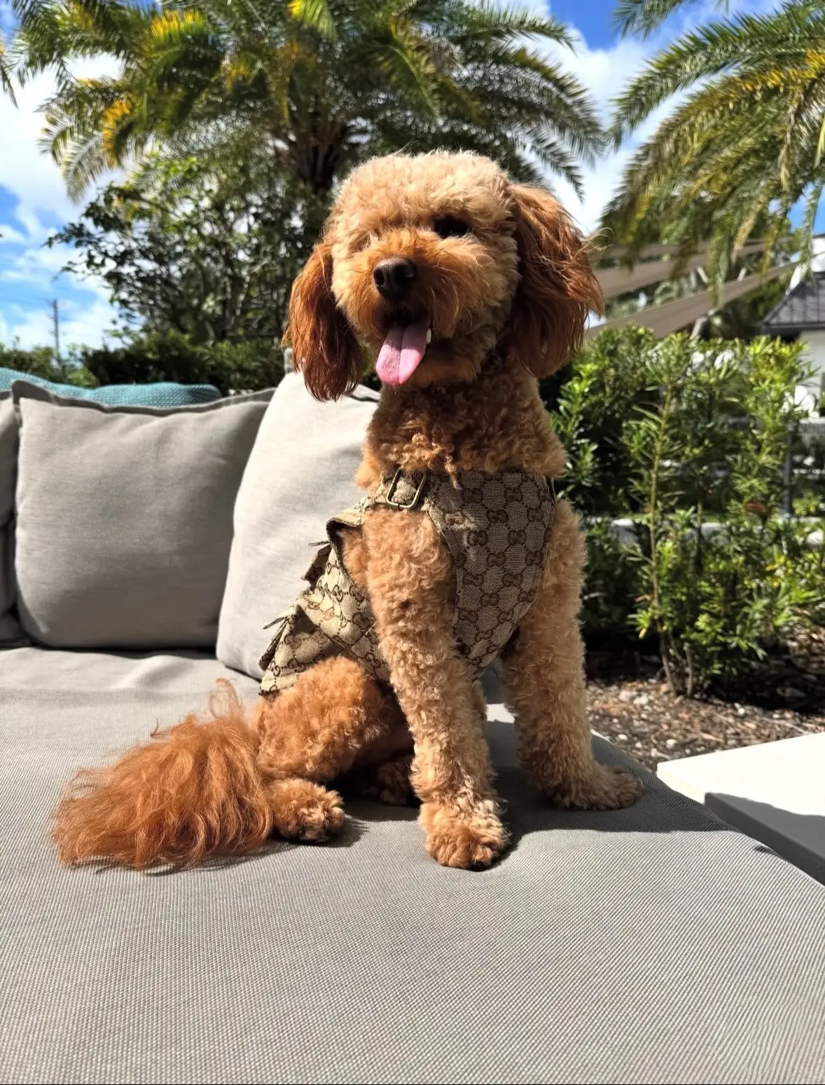 🌴 “Sunshine, palm trees, and Karson in luxury pet wear ☀️🐾 Upgrade your pup’s wardrobe with designer-inspired dog fashion that turns heads everywhere. #LuxuryDogWear #DesignerDogStyle