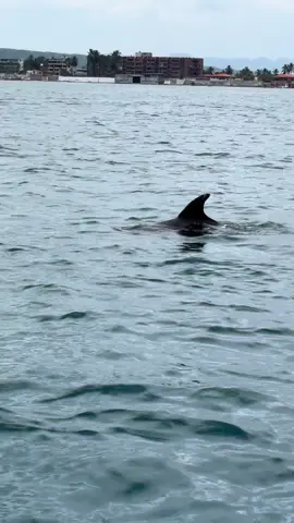 Cuando te portas bien con la naturaleza, ella te da regalitos😍🙌🥹🐬🥹 Aquí una pequeña muestra de lo que puede atraer la buena vibra✌🏻🩵 Impresionante como el capitán guía Yimmi llamó al delfín silbando cuando lo vimos y se acercó 🥹🐬🩵 #chichiriviche #viral #venezuela #morrocoy #venezolanos 