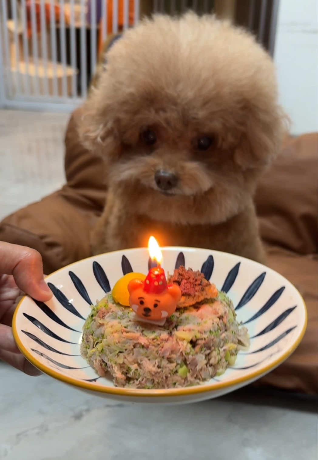 happy birthday to Angela#dogs #toypoddle #cute #dog 