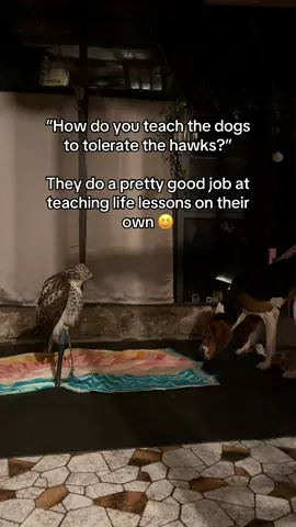 The new falconry bird showing Darby who is the boss.  I guess I can take a little credit though, all of my dogs have a pretty good manners 😊 #falconry #treeingwalkercoonhound #hound #redtailedhawk 