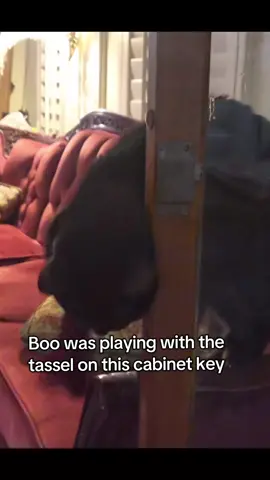 She is just a little creature  #blackcat #antiquefurniture 