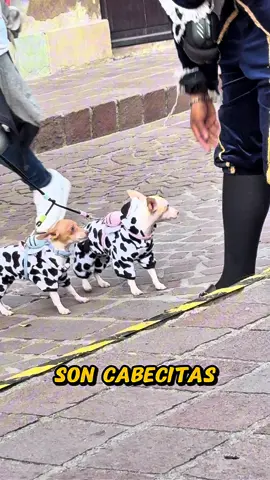 Cabecita de manzana 🍎 #jaja #perritos #perro #cabeza 