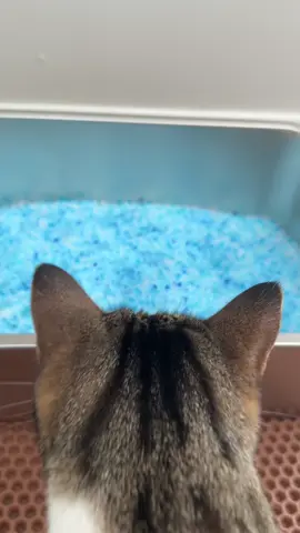 @PetSafe Brand crystal litter is my go to litter for my cats and the 10 lb bag is now available at @Walmart! it’s super good for odor control, dust free, and my cats love it! #petsafe #PetSafePartner #gifted #walmartfind