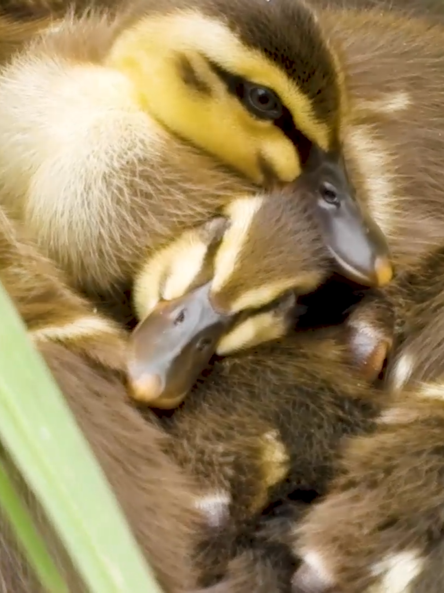 Left Alone! 13 Ducklings Huddle in Trust and Wait for Mom's Return 🦆💖 After putting her 13 babies to sleep, the mother duck (Af13-14, 14 days old, recorded May 23, 2025) suddenly flies away! Watch this touching moment where the remaining ducklings, though looking anxious, huddle together in silence, their actions a pure display of 