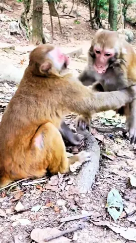 #tiktok#monkey#foryou