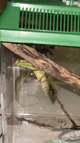 Well… I have a mantis… #mantis #bugs #bugslife #prayingmantis 