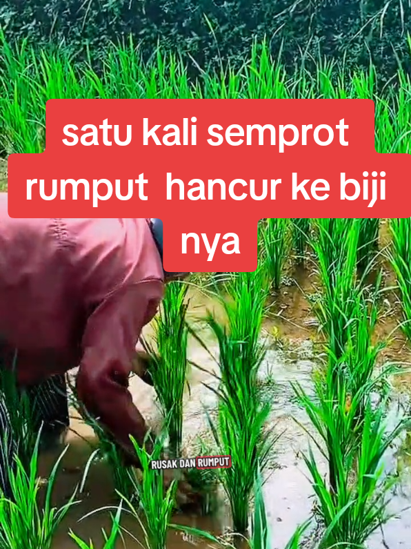 HERBISIDA VULGAR 865SL SATU KALI SEMPROT DOSIS 3 TUTUP  RUMPUT DI TANAMAN PADI AKAN MEMBUSUK  HINGGA BIJI NYA  #HERBISIDAVULGAR865SLMANTAP #RUMPUTGANGGENGHANCUR #RUMPUTECENGGONDOKMEMBUSUK  #RUMPUTRAMBUTKUSUTHANCUR #RUMPUTDIDARATPUNAKANHANCURHINGGAAKARDANBIJINYA