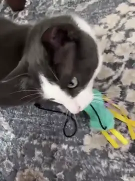 Cat meows! #catsoftiktok #meow #talkativecat #foryoupage #fyppppppppppppppppppppppp 