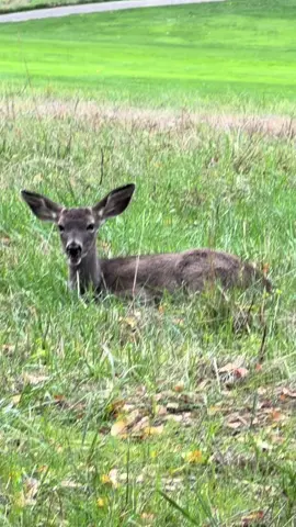 Such an adorable little baby 💜💜💜 #babydeer #fawn #nature 