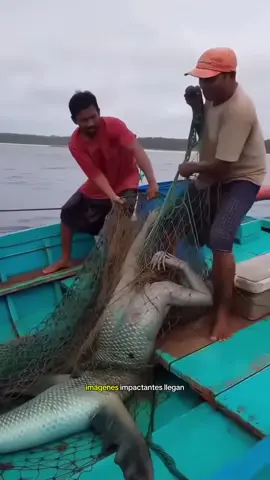 Noticia de última hora, capturan sirena real en Perú 🇵🇪 #news #peru #sirena #viraltiktok #fyp 