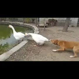 Em đừng đi...em phải đi 🐷 #capcap #dogs #duck