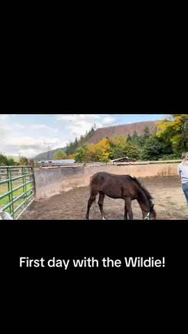 A way to a girls heart. Food 😂🩷 #mustang #wild #mustangsoftiktok 