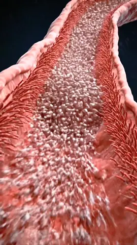 Twins fertilisation process inside view #fertilization #anatomy #biology #medical #unitedstates 
