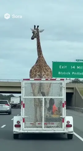 #foryourpage #foryou #giraffesoftiktok #viraltiktok #viral 
