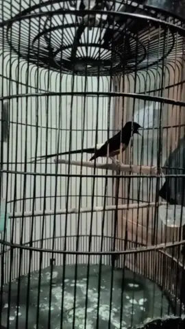 bulu baru pr cari tenaga saja #fyppppppppppppppppppppppp #muraibatumania #muraibatuindonesia #kicaumaniaindonesia #kicaumanianusantara 