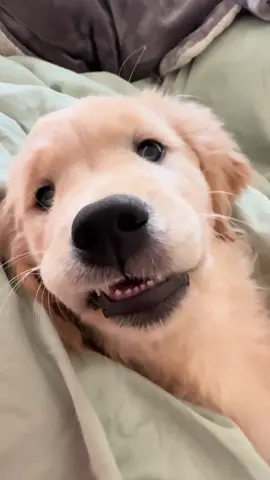 Infestation! Ferocious bed bug! 🪲 #wilburandpuddle #goldenretrieverpuppy #puppyteeth #goldenretrieversoftiktok #bedbugs 