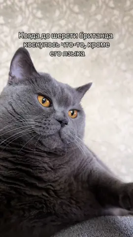 Коротко про британцев🤗  #британецкот #кот 