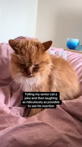 17 years of dealing with me ☺️ also this is the last one I swear 😆 clearing out my drafts  #cat #prank #drafts 