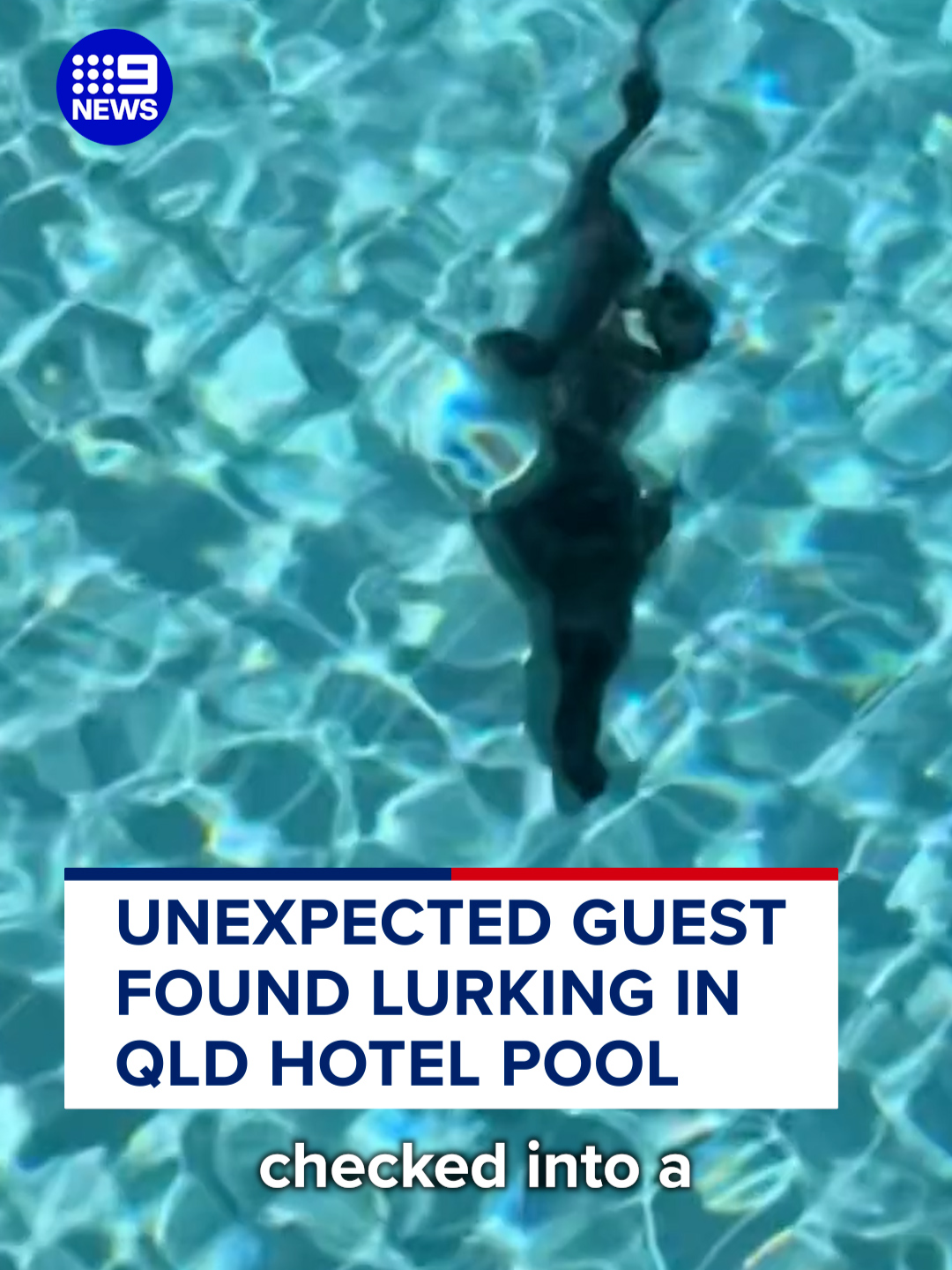 Resort guests in Far North Queensland were left stunned after discovering a scaly swimmer enjoying the amenities. 🐊🏊‍♂️ #9News #Crocodile #FarNorthQueensland #Sheraton #Pool