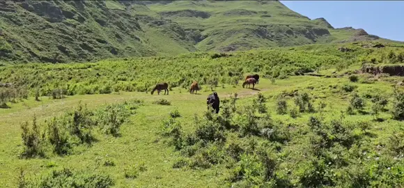 مدينة اب جمال ريف مدينة اب الاريحان قطعه من الجنه #إب_عاصمه_السياحه🇾🇪 #مدينة_الجمال🇾🇪 #هاشتاق #متابعه_ولايك_واكسبلور_فضلا_ليس_امر #اكسبلور 