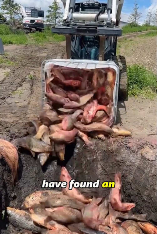 Asian carp#foryoupage❤️❤️ #animals #nature #fpy #fish 