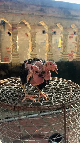 Xuống nhà ông Bác thấy con gà ốm trông tội quá. Tại nhà Bác không có người chăm. Xin về hồi phục không biết có được không.Bắt đầu hành trình nuôi hồi phục em gà ô bị teo lườn, ốm trong.#gàchoi #gabenhphanxanhtrang #gahayxuhuong #ganoivietnam #gahay 