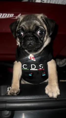 #pug #pet #fypシ #viral 
