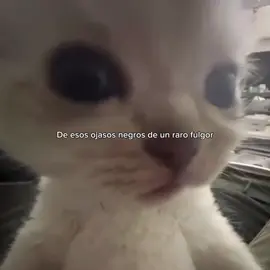 De esos ojazos negros de un rato fulgor 🗣️🔥 #amor #dedicar #gatos #Love #fyp 