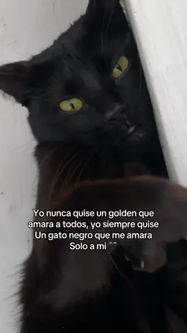 #cat #animalestiktok #gatotiktok #gatosdetiktok #fy 