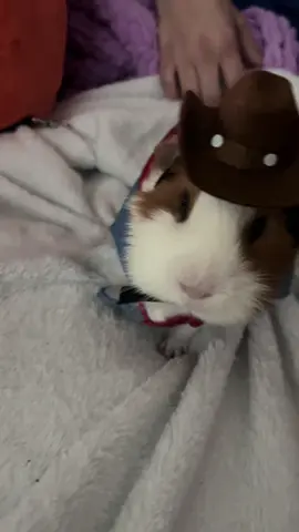 Cowboy mo #cowboybebop #cowboy #guineapig
