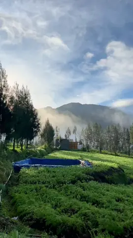 Brakseng pagi hari 🍃🥶 #brakseng #cangar #batumalang #kebunhortensia #foryou 