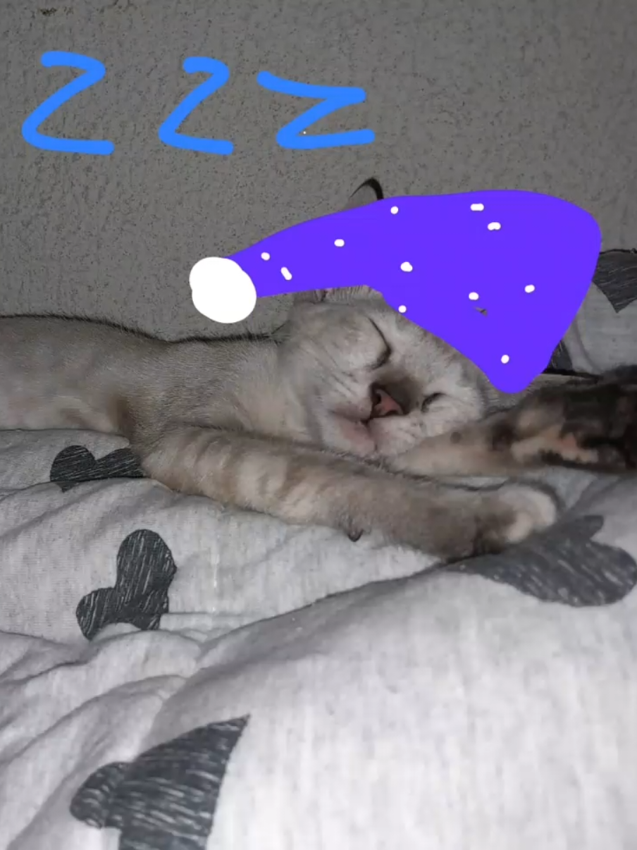 a mimir #fyp #cats 
