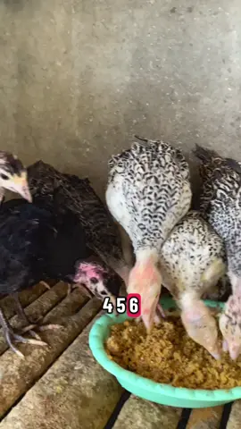 Kita kirim sesuai permintaan pelanggan kita yaa🥰#kalkunparahyanganarjasari #parahyanganfarmbandung #fyp #anakanayamkalkun 