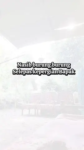 Siapa yang mau rawat  Burung burung, selepas kepergian Bapak?  #murai #burung #kicaumania #peliharaan #berduka 