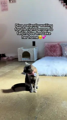 Diva was left behind. Her owner walked away and she’s been sitting in the window ever since, waiting for someone to come back. Day after day, she watches families come and go. She watches her fellow kitties find their forever homes. And still, she waits. Quietly. Hopefully. Diva is gentle and affectionate. She doesn’t ask for much…just a soft place to land and someone to love her for good this time. No more broken promises. No more being left behind. She’s been through enough. Let’s give her the ending she deserves. Adoptable at our LA cat cafe 🐱💕 #catcafe #crumbsandwhiskers #rescuecat #adoptdontshop #catsofinstagram #catlover #rescueme #adoptme #catloversclub #catrescue #kittenlove #catclub #rescue #cats #coffee