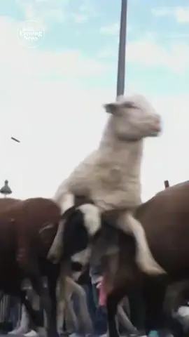 Sheep and goats were herded through Spain’s capital in a parade honoring the area’s agricultural heritage. #spain #madrid #animals #agriculture #europe 