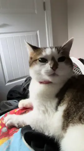 she got my brother out of his room cause she was so loud 😭#cat #cats #catsoftiktok #pet #pets #PetsOfTikTok #cute #funny