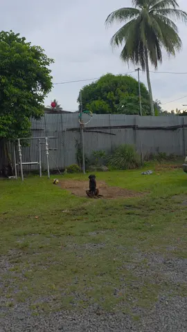 Sore, usait displa meri dok burukim lewa blem yah🤣🤣🤣😭😭#pngtiktok🇵🇬🇵🇬💯fyp2025 #Kimbe #rosros #westnewbritainprovince #🌴🌴🔥 