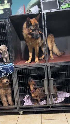 Why Levi???#dogsoftiktok #dogtok  #sillydog #sillydogsoftiktok 