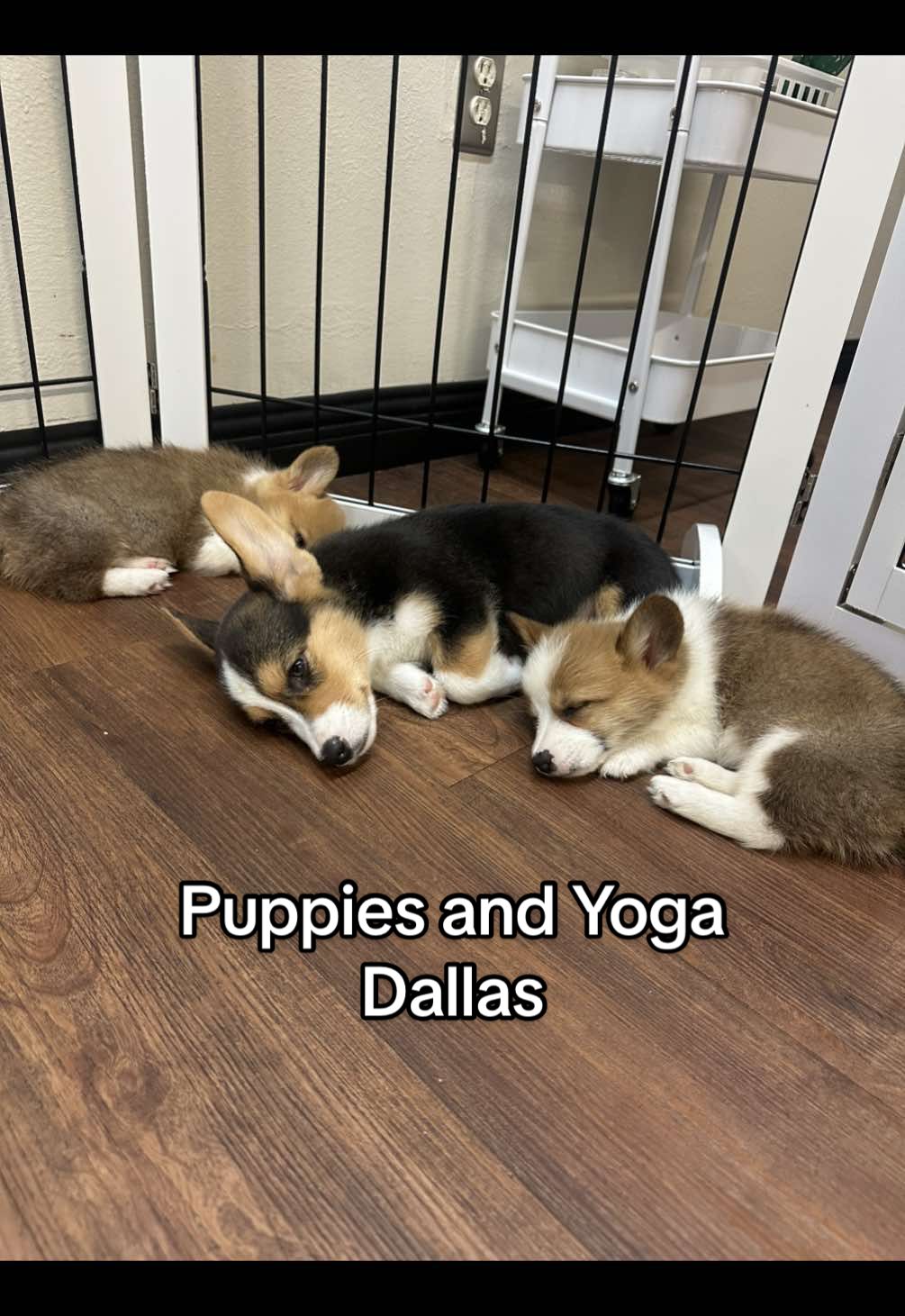 Next time I’ll try my best to do a bit more yoga 😊 The puppies are ADORABLE! @Puppies & Yoga US  #fyp #puppy #yoga #wellness #dallas 
