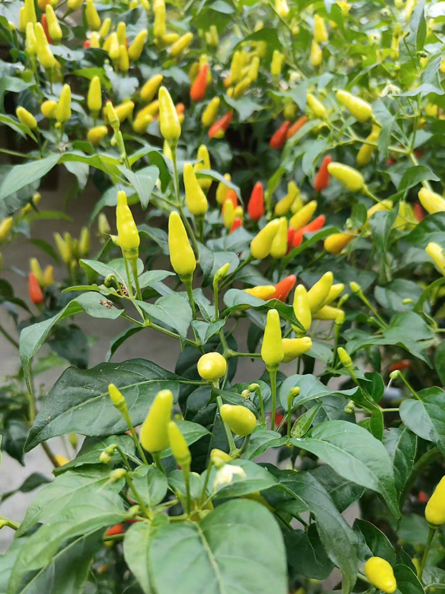 berkebunyok #kebunminidirumah #cabe #fyppppppppppppppppppppppp #happyhardening 