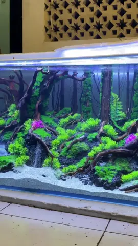 Yang mau aquascape seperti ini bisa langsung ww admin di bio tiktok ya#aquascape #aquarium #fyp #beranda 
