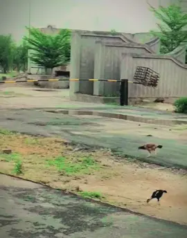 #froyou #@مہر علی عباس 🤍 #👀🫵🏻👬🙈🍁💐#froyou #@ALI HAiDER 216 @S ❤️ #