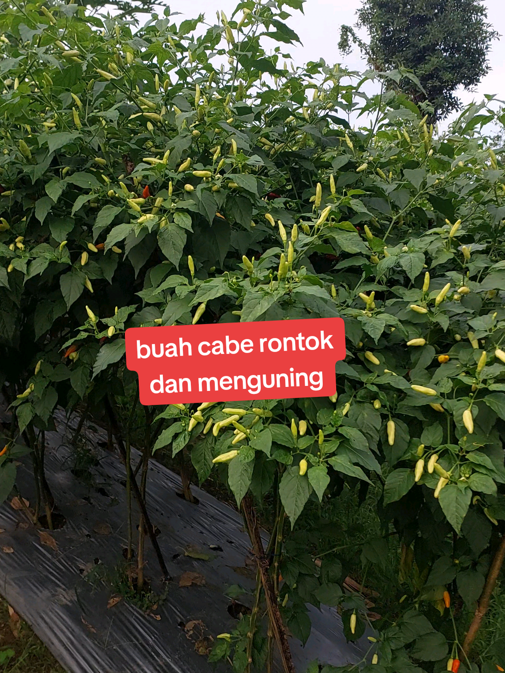Membalas @ismailsiregar831  Kerontokan buah tanaman cabe #bisatani #obatcabe #pupukcabe #tanamancabe #arispipit 