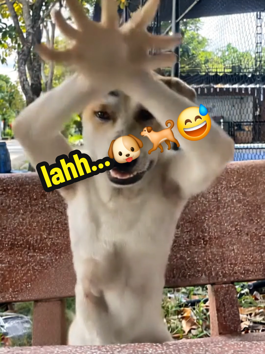 anomali 🐕🦊 #anjing #anjingdance #kocak #ngakak #lucu 