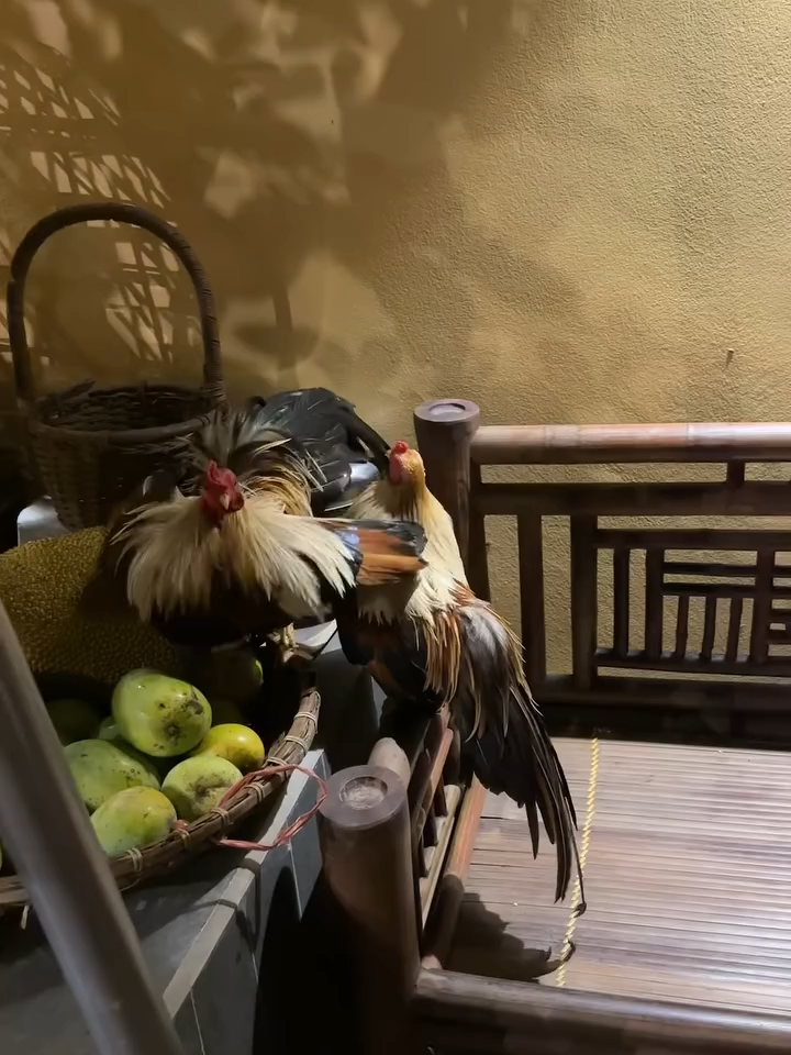 Vẫn là hai con gà ngày nào, cãi nhau rồi lại cười toe, chẳng cần thế giới hiểu, chỉ cần hai đứa mình hiểu nhau là đủ